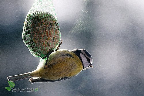POKARM DLA PTAKÓW KULE 100G 1szt (ME52)