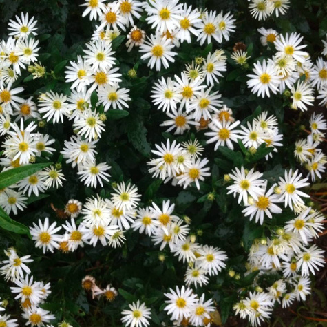 Aster pirenejski Lutetia biały (P9)