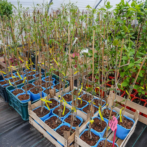 Glicynia kwiecista Wisteria Ludwik Lawin (C2)