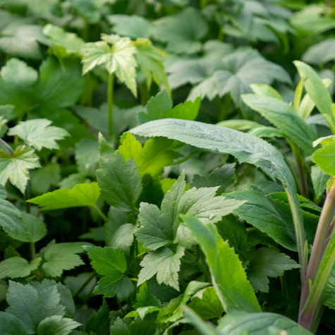 Zawilec japoński Prinz Heinrich (C2)