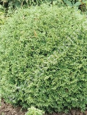 Żywotnik zachodni Tuja Thuja Recurva Nana