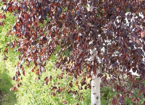 Brzoza brodawkowata Purpurowolistna szczepiona na pniu Pa100-120 H 120-180 obw. 12-14cm)