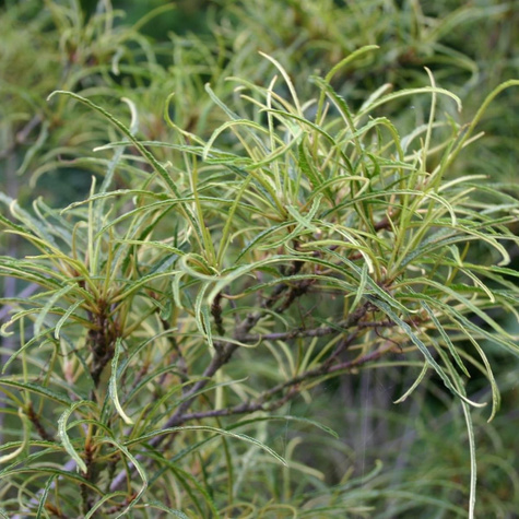 Kruszyna pospolita Aspeleniifolia (C2)