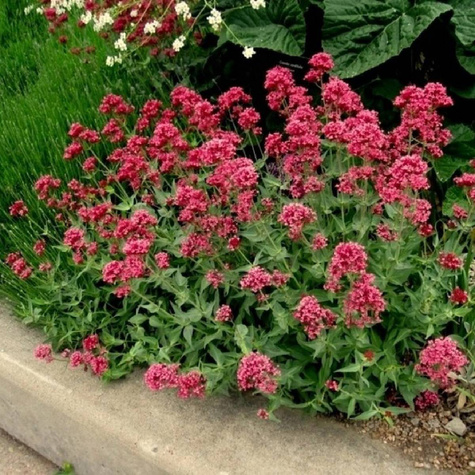 Ostrogowiec czerwony Coccineus (C2)