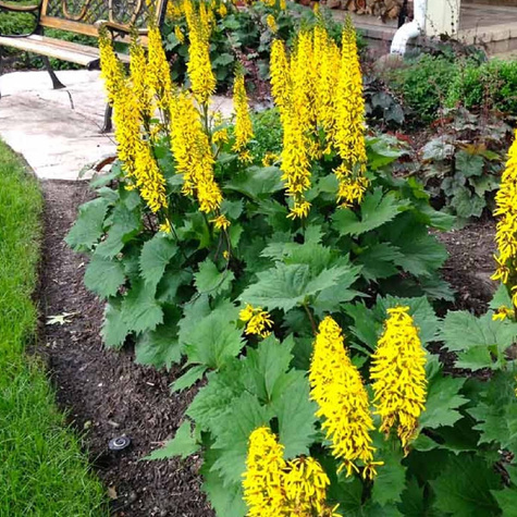 Języczka Przewalskiego (C2)