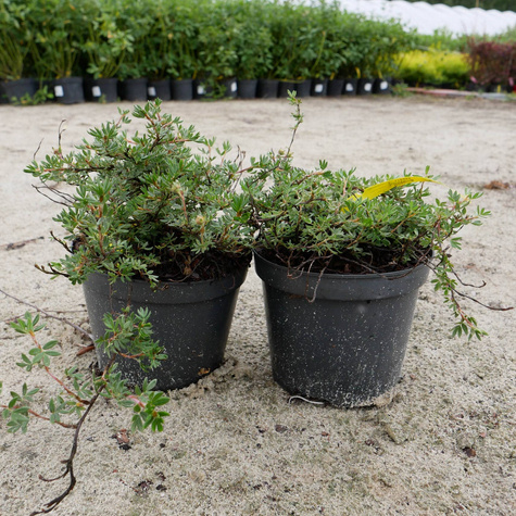 Pięciornik krzewiasty 'Longacre' cytrynowy (C2)