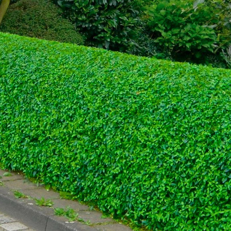 Ligustr Zimozielony Atrovirens Wielopędowy PREMIUM SADZONKI Plant Pack