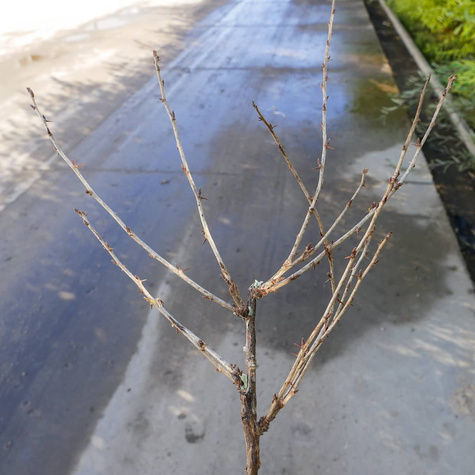 Agrest czerwony Revena na pniu Plant Pack