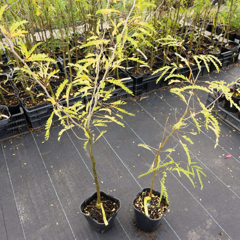 Glediczja trójcierniowa Sunburst (C2)