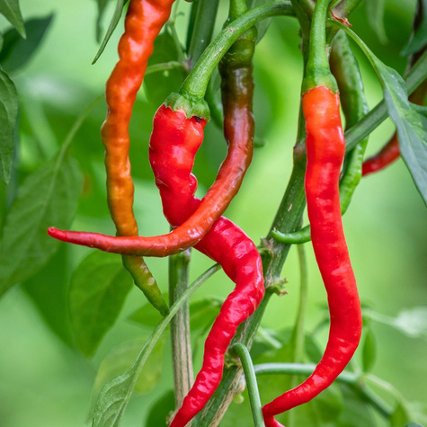 Papryka De Cayenne ostra gruntowa 0,5g