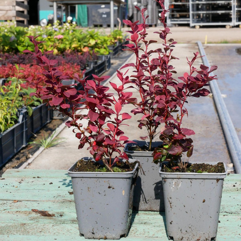 Berberys thunberga Venice (P9)