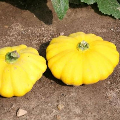 Dynia zwyczajna Patison żółta 2g