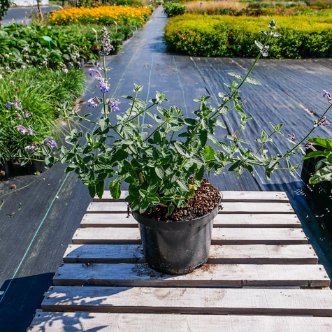 Kocimiętka Faassena Six Hills Giant