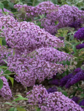 Budleja Dawida Gulliver