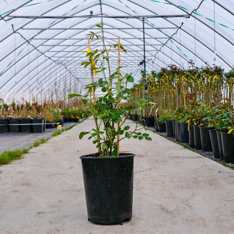 Róża pnąca Eden Rose (C2)