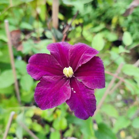 Powojnik wielkokwiatowy Warszawska Nike