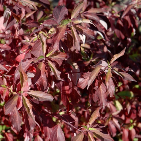 Dereń biały Regnzam