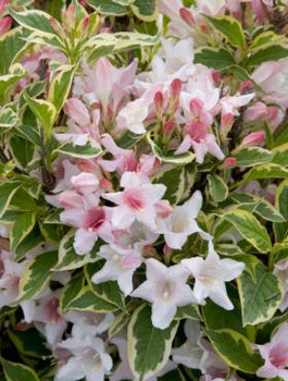Krzewuszka cudowna Variegata (C2)