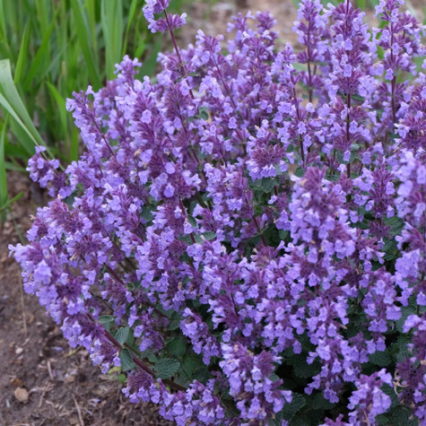 Kocimiętka Faassena Baby Cat (C2)