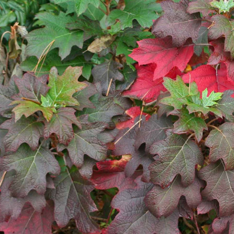 Hortensja dębolistna Snow Queen (C2)
