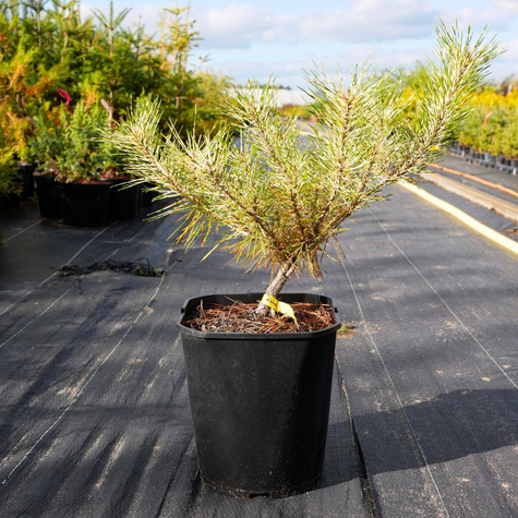 Sosna gęstokwiatowa Rainbow