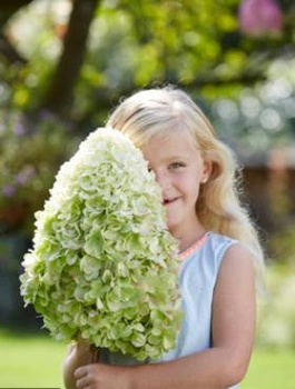 Hortensja bukietowa Hercules (C2)