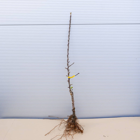 Jabłoń czerwonomiąższowa Marisa Plant Pack