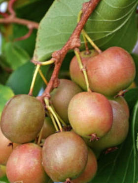 MINI KIWI Aktinidia "Domino" żeńska