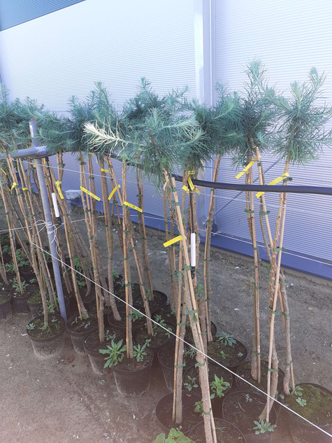 Modrzew europejski Pendula C2