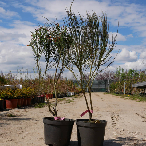 Szczodrzeniec Żarnowiec Apricot Gem żółto-pomarańczowy (C2)
