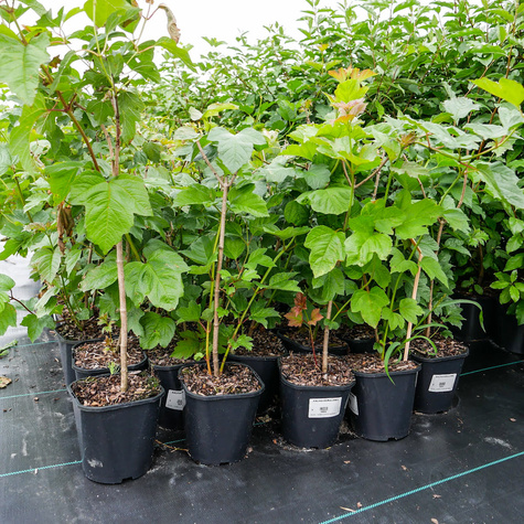 KALINA KORALOWA (C2)