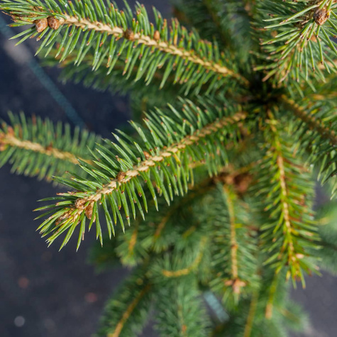 Świerk kłujący Glauca Świerk srebrny