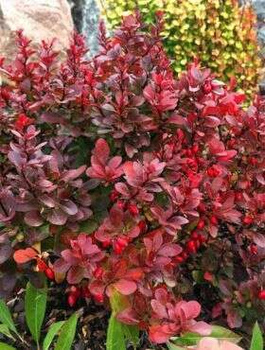 Berberys Thunberga Red Compact (C2)