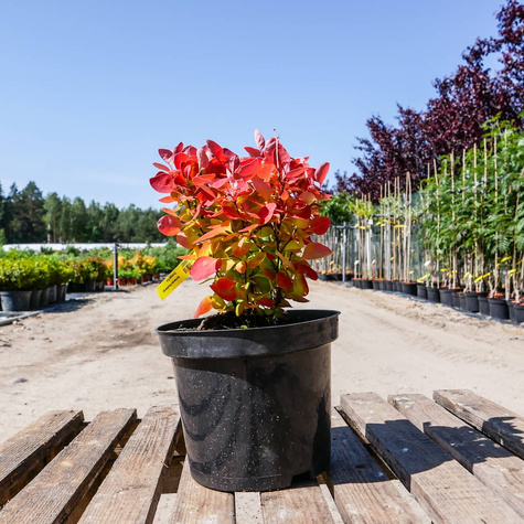 Berberys thunberga Orange Ice (C2)