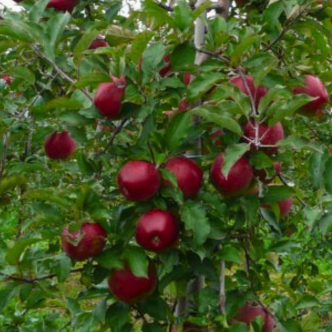 Jabłoń Idol Plant Pack