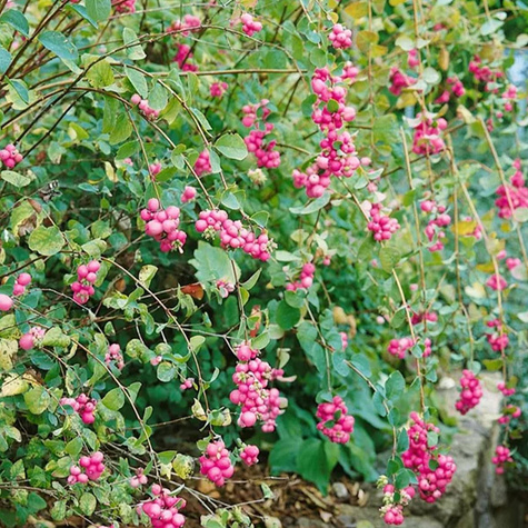 Śnieguliczka Doorenbosa Amethyst (P9)