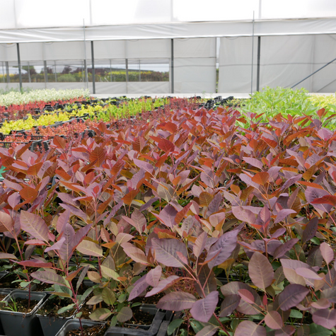 Perukowiec podolski Grace (P9)