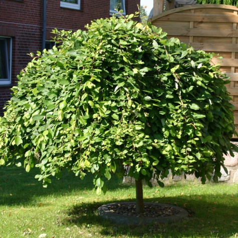 Sztobry Wierzba IWA 10szt.