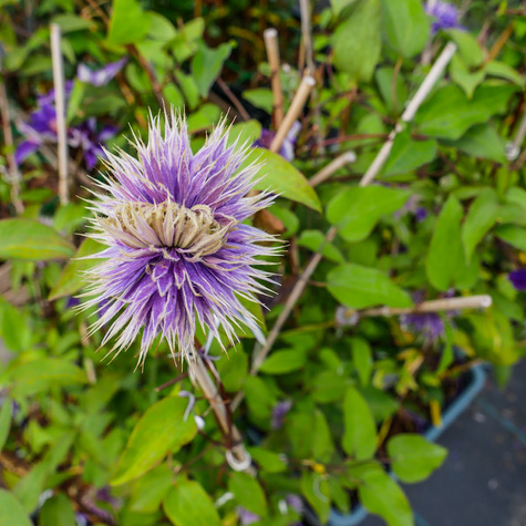 Powojnik Clematis wielkokwiatowy Multi Blue (C2)