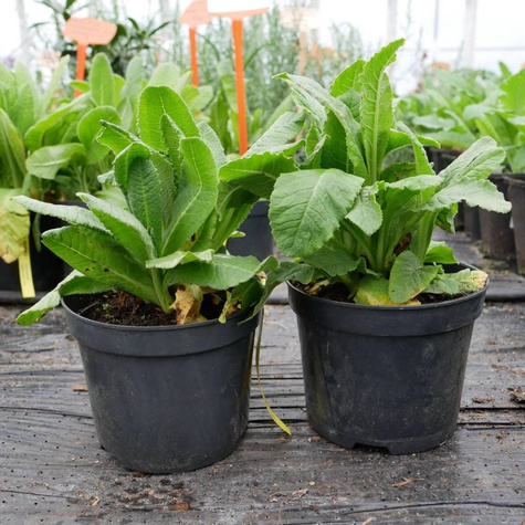 Pierwiosnek ząbkowany Alba (C2)