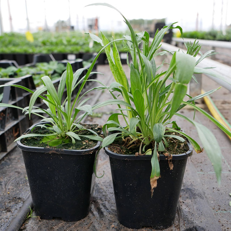 Driakiew kaukaska Perfecta Alba (C2)