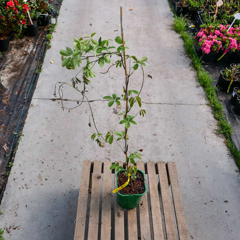 Akebia pięciolistkowa Czekoladowe pnącze