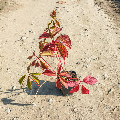Winobluszcz zaroślowy pięciolistkowy Miododajny doniczka C2