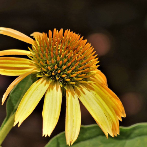 Jeżówka Harvest Moon Soczyste Mango (C2)