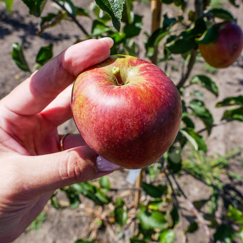 Jabłoń Winston Plant Pack