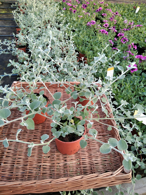 Kocanka włochata Silver "Srebrna Mgła"