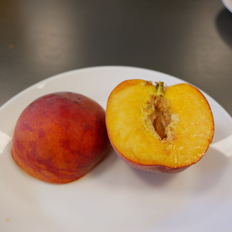 Brzoskwinia Favorita Morettini Plant Pack