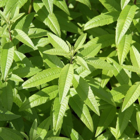 Werbena cytrynowa Freshman (C2)