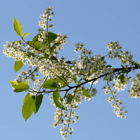 Czeremcha pospolita Colorata NP C3