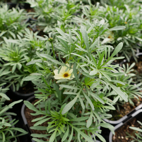 Nachyłek okółkowy Moonbeam (C2)